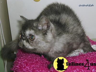 mateycat Picture 3